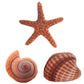 Cute Conch Shell Starfish Fish Star Plush Toys Stuffed Animals Doll toy triver