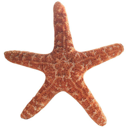 Cute Conch Shell Starfish Fish Star Plush Toys Stuffed Animals Doll toy triver