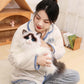 Realistic Ragdoll Cat Plush toy triver