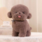 Kawaii Bichon Frise Plush Toys Stuffed Animal Toy Triver